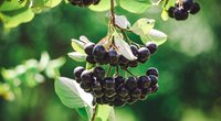 Aronia in der Schwangerschaft: Empfehlenswert oder bedenklich?