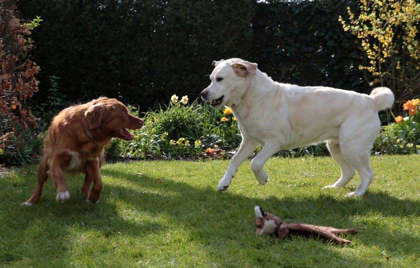 Labrador Retriever mit Artgenossen beim Spielen