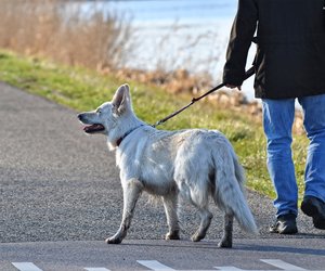 Mit diesen Gesten zeigt euer Hund euch, dass er raus muss