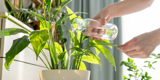 Der günstige Bewässerungshelfer von Tchibo ist ein Must-have für Pflanzenfans