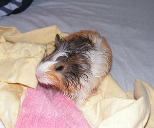 Nagerwissen: Können Meerschweinchen schwimmen?