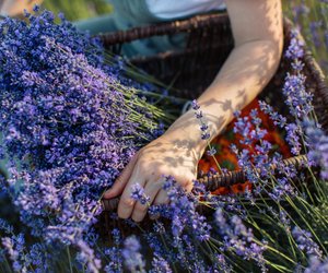 Lavendeltee in der Stillzeit: Gefährlich oder erlaubt?