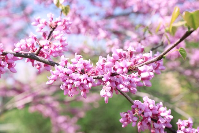 Judasbaum in voller Blüte.