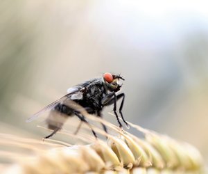Tierwissen: Können Fliegen beißen oder stechen?