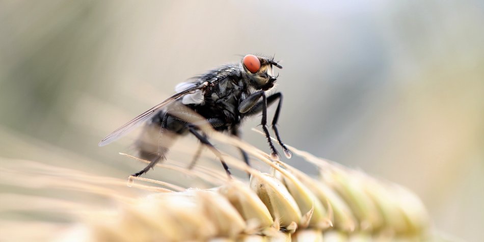 Tierwissen: Können Fliegen beißen oder stechen?