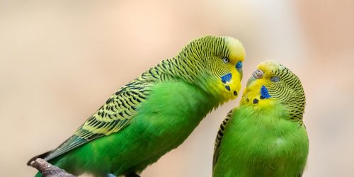 Dürfen Wellensittiche Birnen essen?