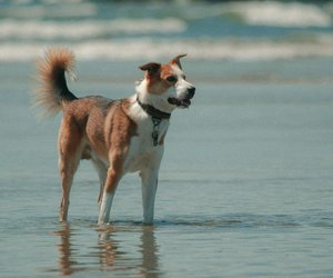 Paradiesische Hundestrände: 11 herrliche Strände in den Niederlanden für Vierbeiner