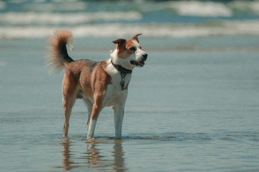 Hund steht am Strand mit Pfoten im Wasser 