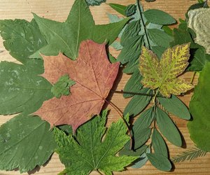 Basteln mit gepressten Blättern: So schafft ihr tolle Kunstwerke