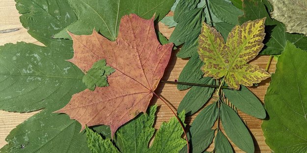 Basteln mit gepressten Blättern: So schafft ihr tolle Kunstwerke