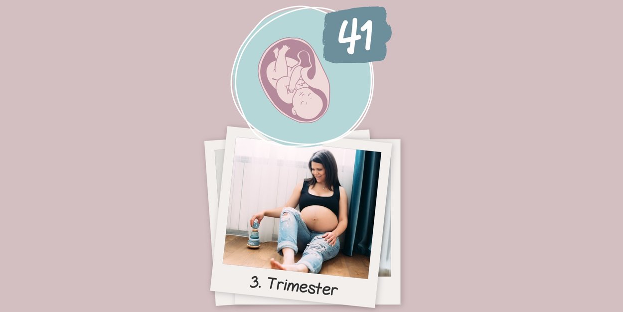SSW 29 - 40: Das letzte Trimester beginnt