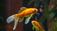 Tierwissen: Wie alt werden Goldfische?