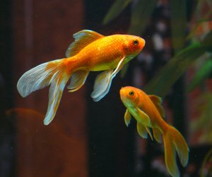 Tierwissen: Wie alt werden Goldfische?
