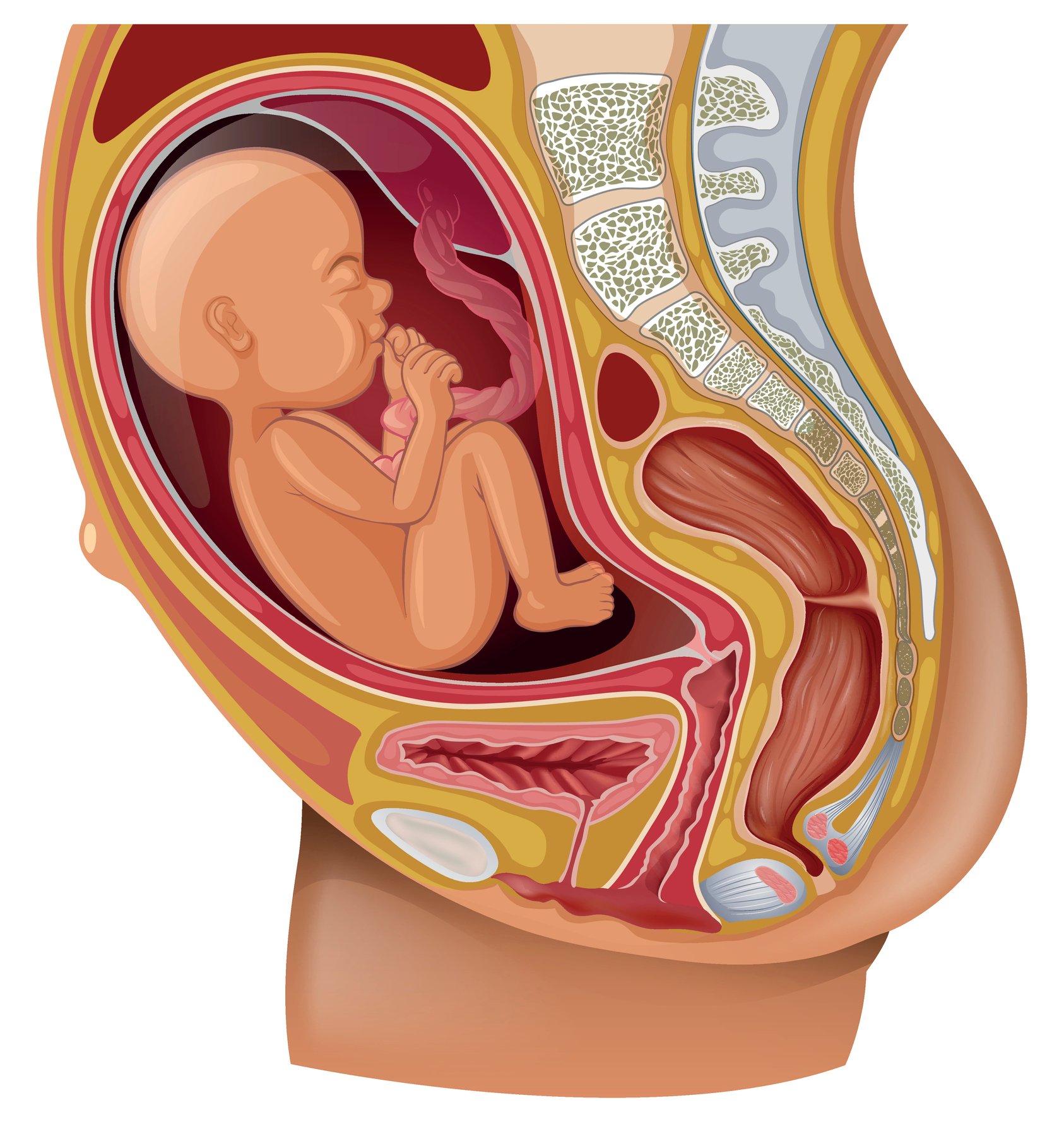 Baby dreht sich nicht im Bauch - Steisslage