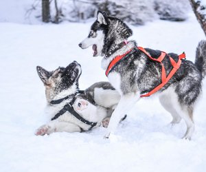 Können Hunde frieren? Alles, was du dazu wissen musst