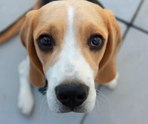 Über unsere Fellnasen: Dürfen Hunde Lachs essen?