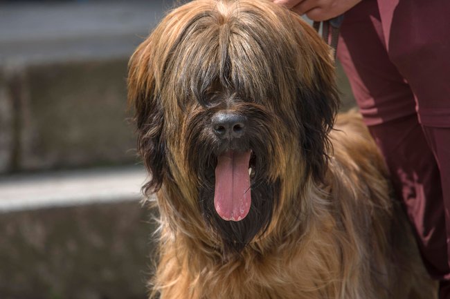 Der Briard braucht regelmäßige Bewegung.