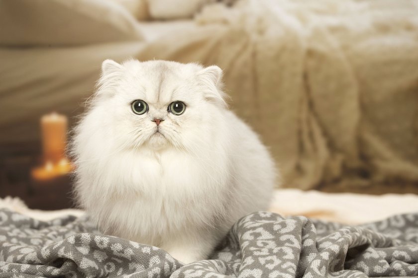 Perserkatze