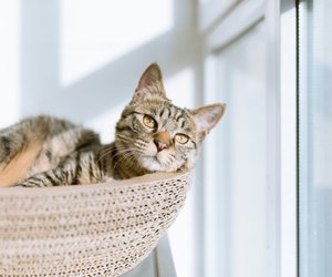 Dürfen Katzen Mandarinen essen? Wir haben die Antwort für dich