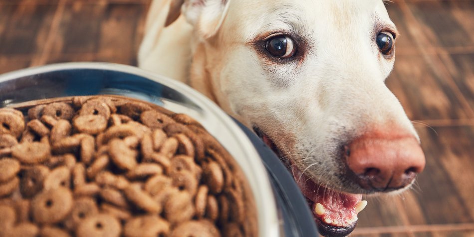 Hundefutter-Test 2021: Das sind die Trockenfutter-Sieger bei Stiftung Warentest