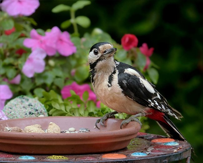 Ein Buntspecht auf einer Futterstelle im Garten