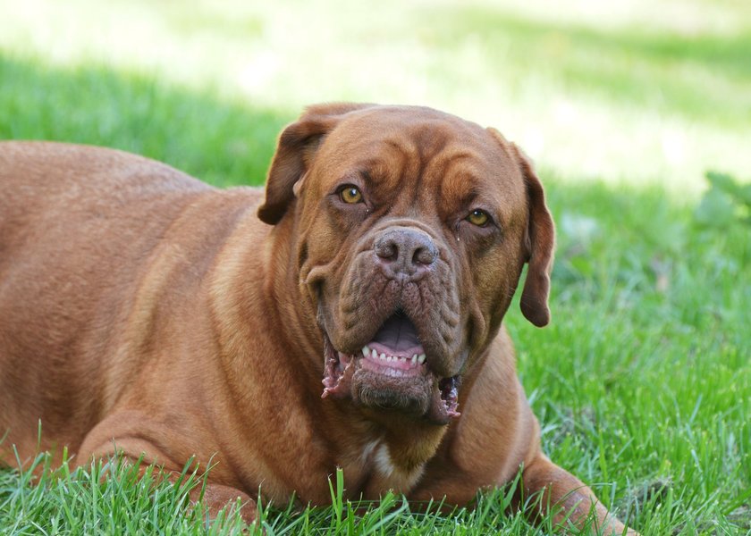 Eine Bordeauxdogge liegt im Rasen