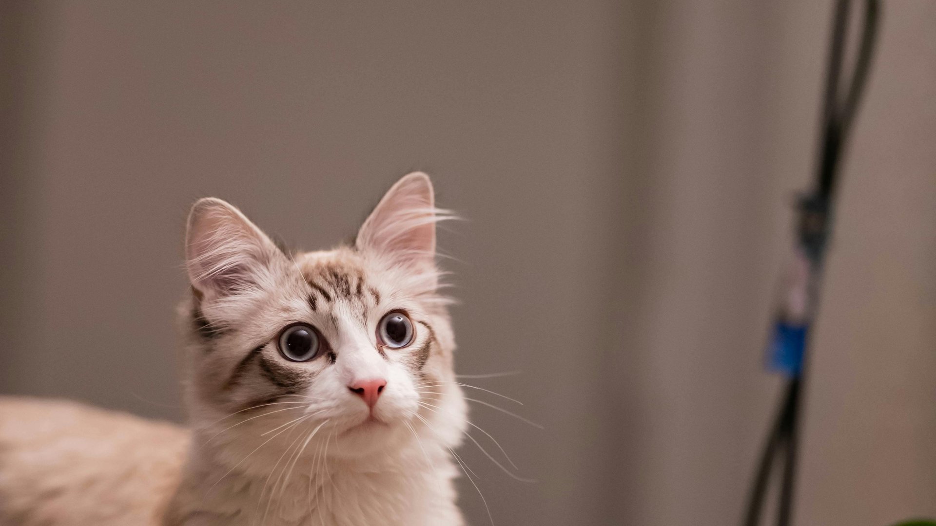 Gefahr fr Samtpfoten: Sind Orchideen fr Katzen giftig?