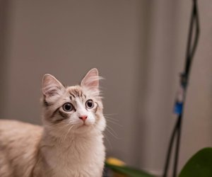 Gefahr für Samtpfoten: Sind Orchideen für Katzen giftig?