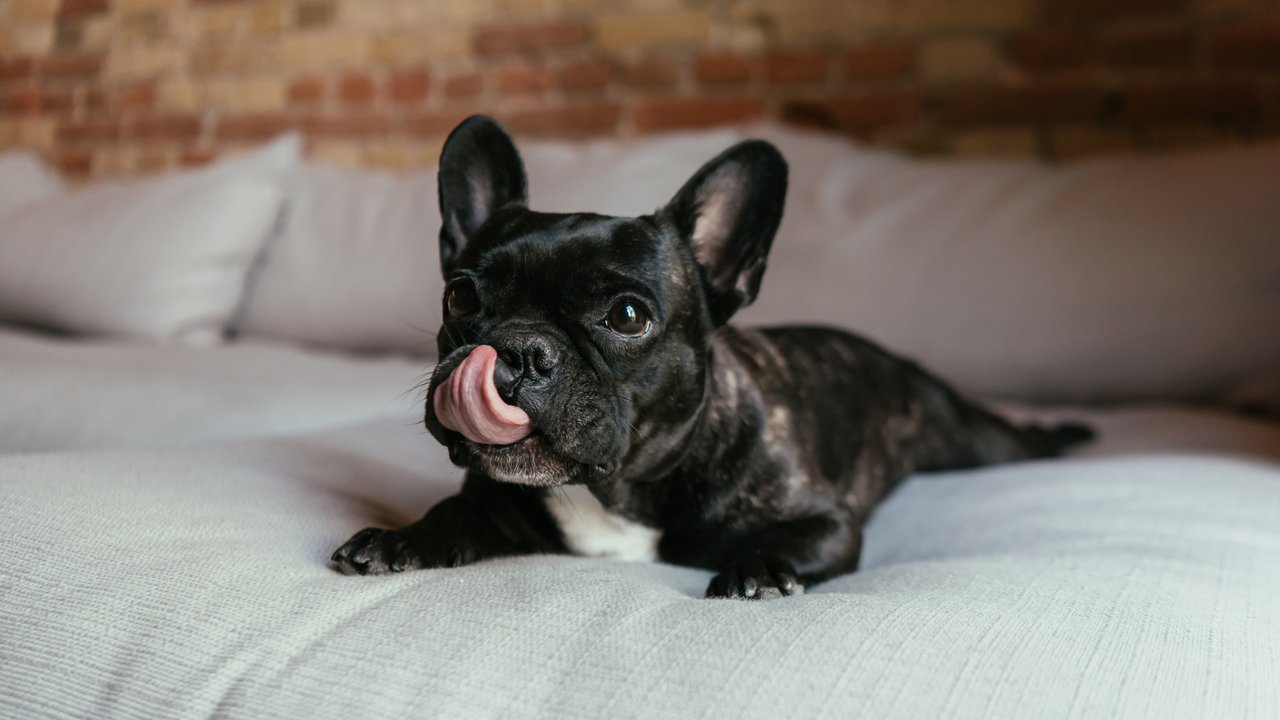 Mit dieser Bürste von Rossmann verschwinden Hundehaare auf der Couch im Handumdrehen.