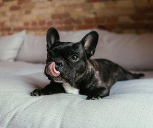 Hundehaare leicht entfernen: Diese 5 € Bürste von Rossmann ist ein Muss für Haustier-Fans