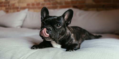 Couch sauber halten: Mit dieser 5 € Gummi-Bürste von Rossmann Hundehaare im Nu entfernen