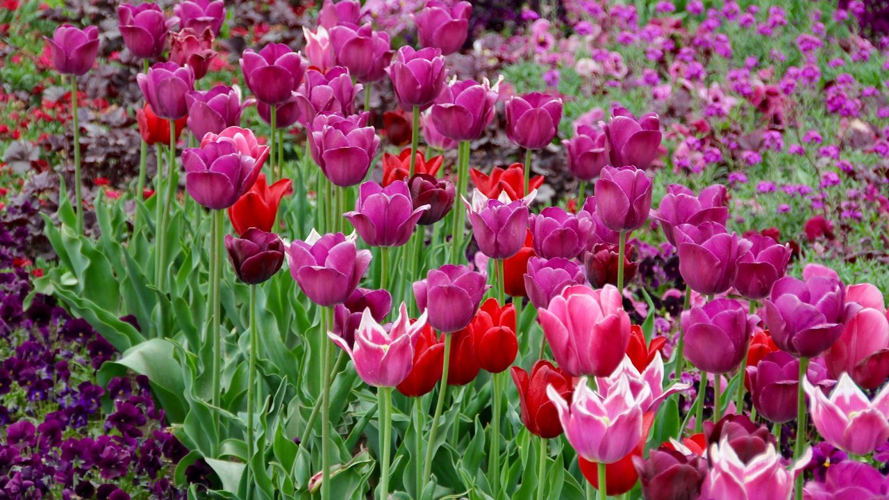 Tulpen in voller Blüte