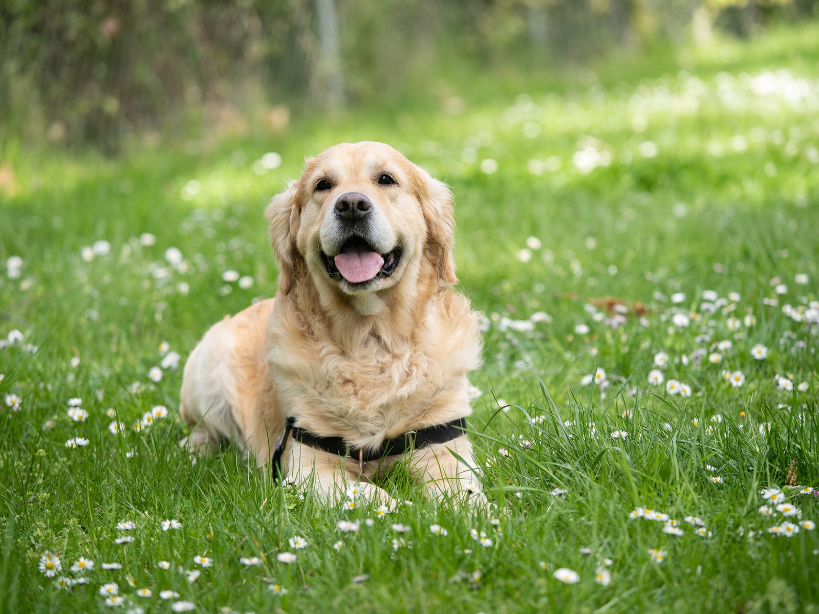 Dürfen Hunde Schnittlauch essen? Wir klären auf