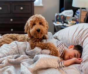 Welche Hunde haaren nicht? 6 Hunderassen ohne großen Fellverlust