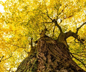 Wann blühen Lindenbäume? Zeitpunkt der Blütenpracht