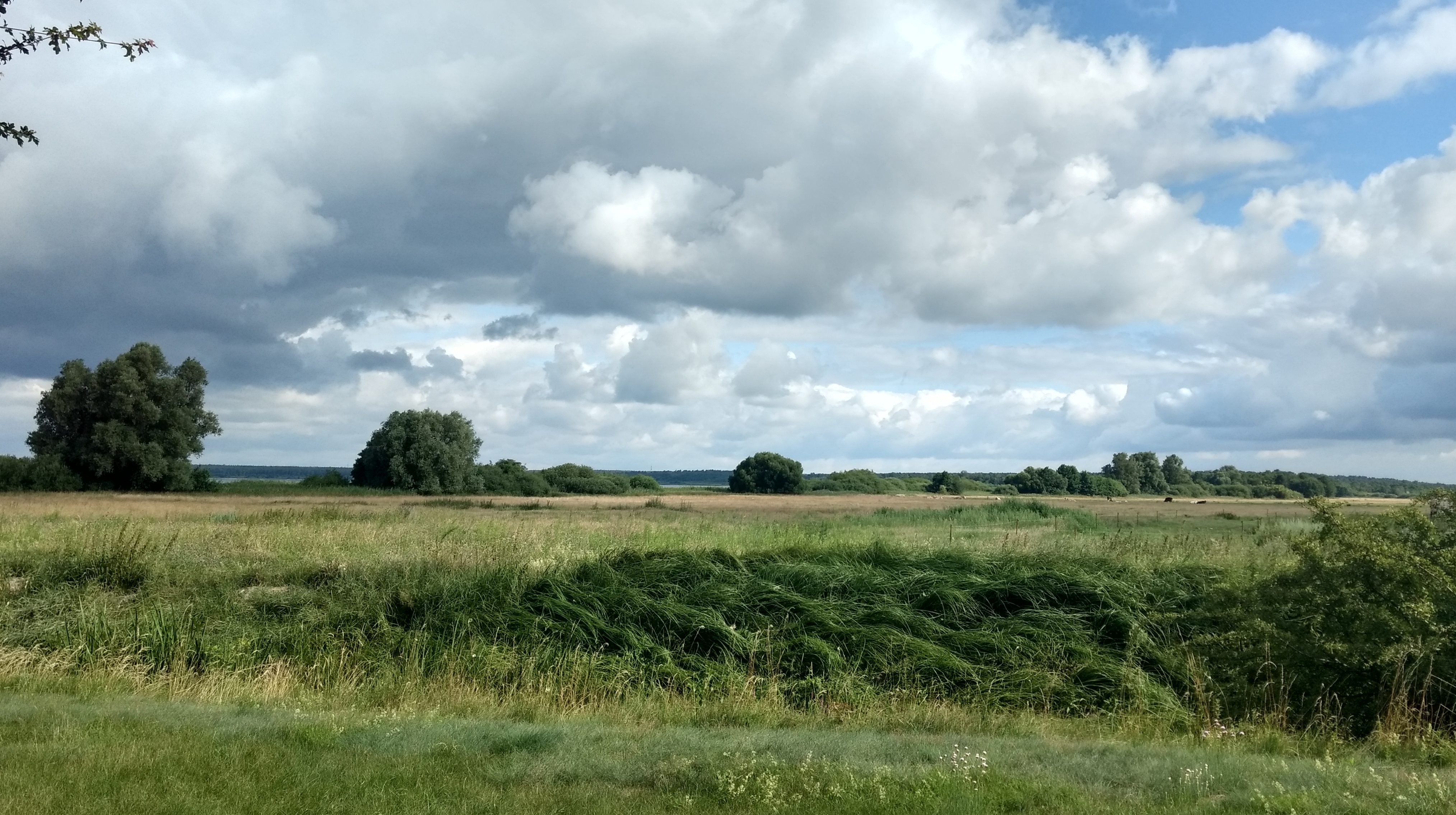 Fields and meadows in Göhren