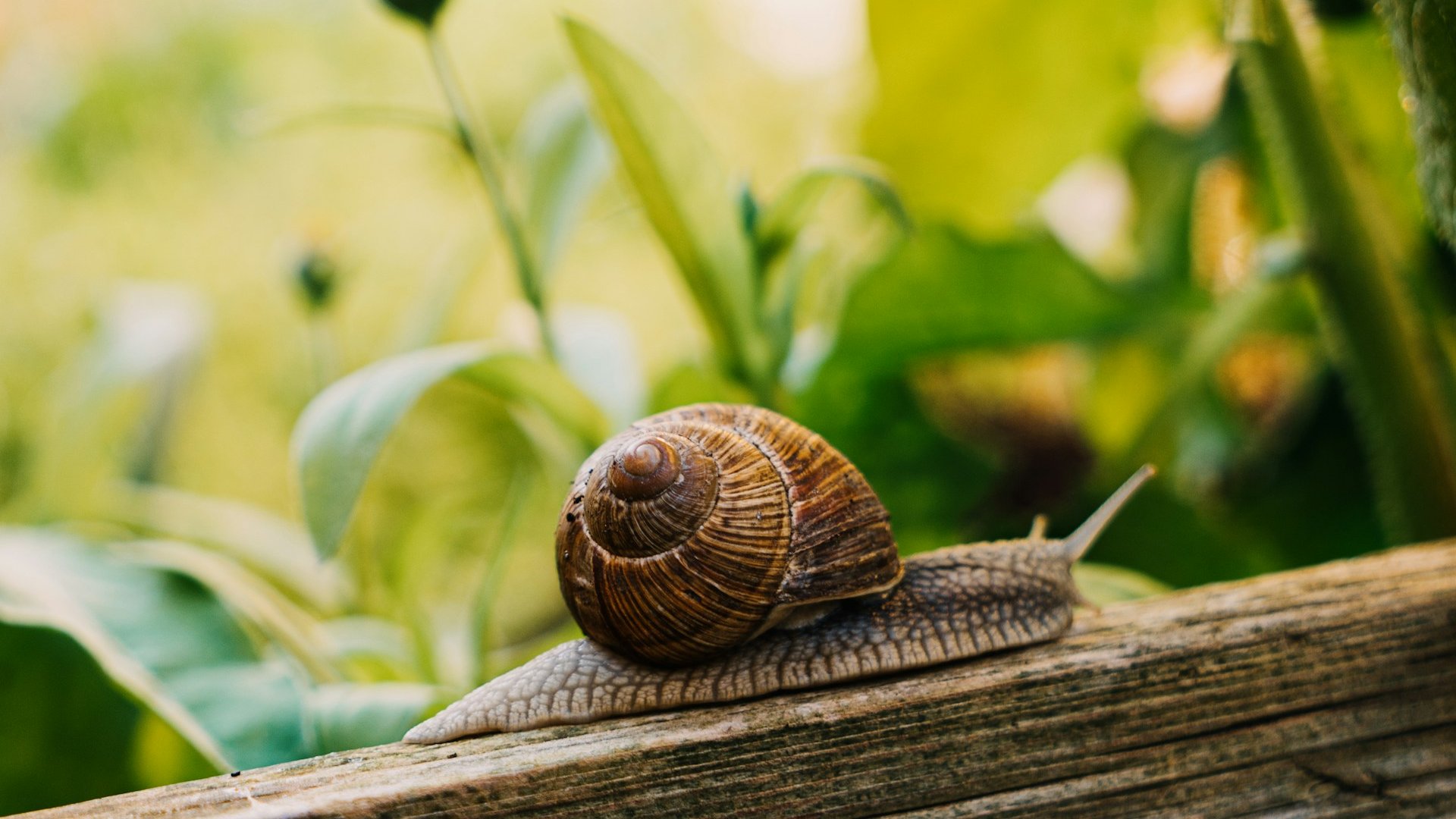 gibt es eine gartenschlauch schnecke