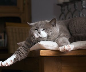 So richtig faul: Diese Katzenrassen lieben Gemütlichkeit