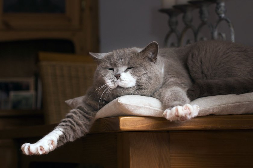 Manche Katzenrassen könnten den ganzen Tag nur faul herumliegen.