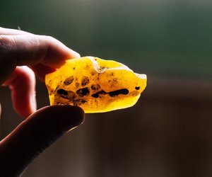 Wie entsteht Bernstein? – Der Stein, der keiner ist