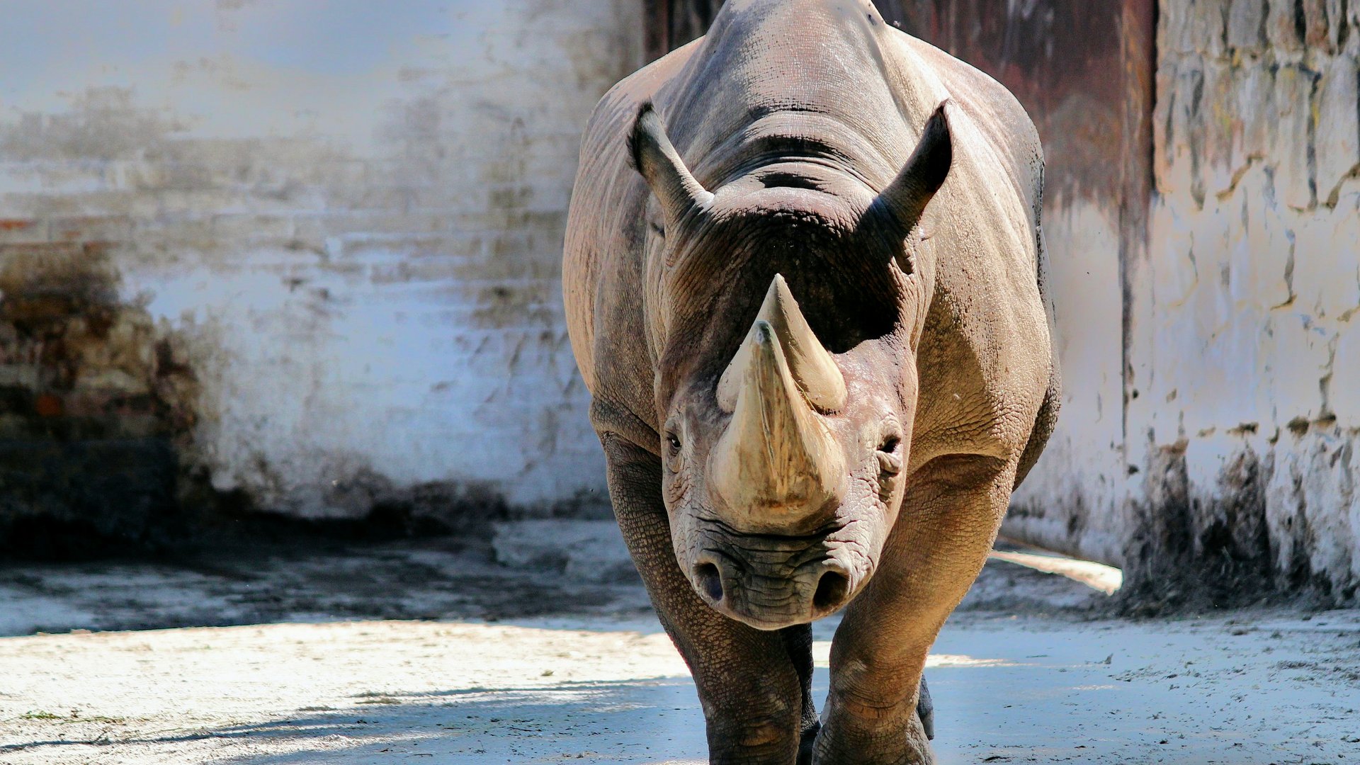 Welche Tiere mit „N“ am Anfang kennst du?