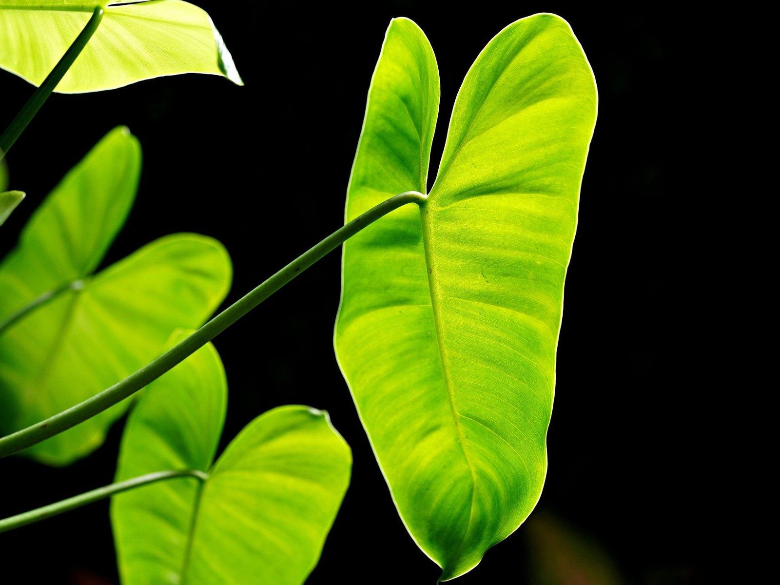 Ist Philodendron giftig fr Katzen?