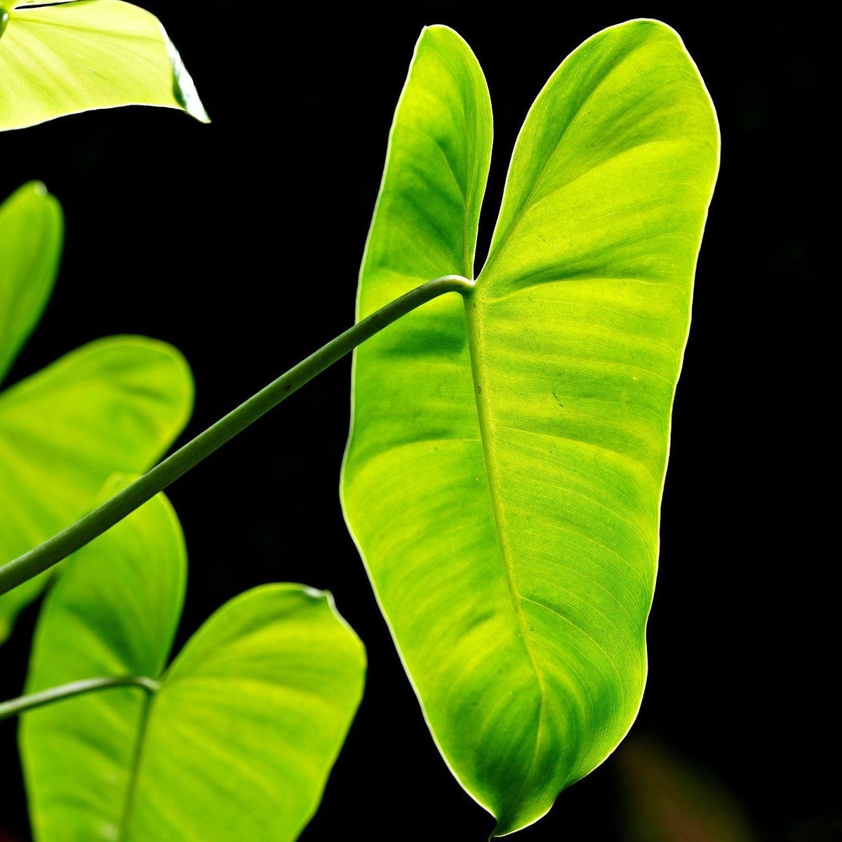 philodendron xanadu kaufen Philodendron Xanadu XL – vielgrün