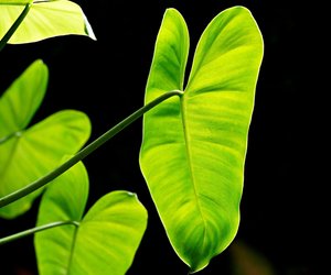 Ist Philodendron giftig für Katzen?