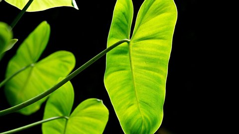 subhastatum philodendron Philodendron Subhastatum – Okanoka main image 0