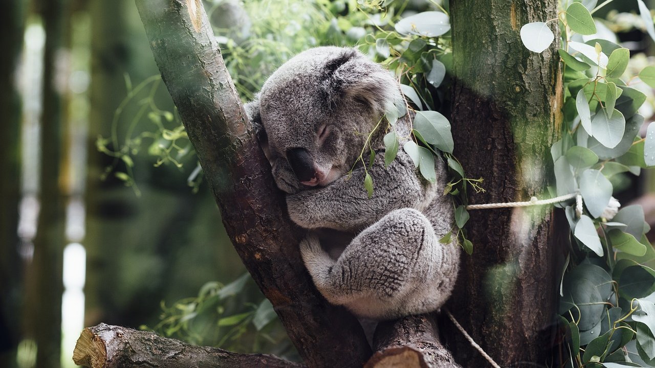 Koalas sind friedliche, bequeme und eher scheue Tiere.
