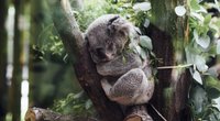 Tiere mit „K“: Wie viele dieser Tiere kennst du?