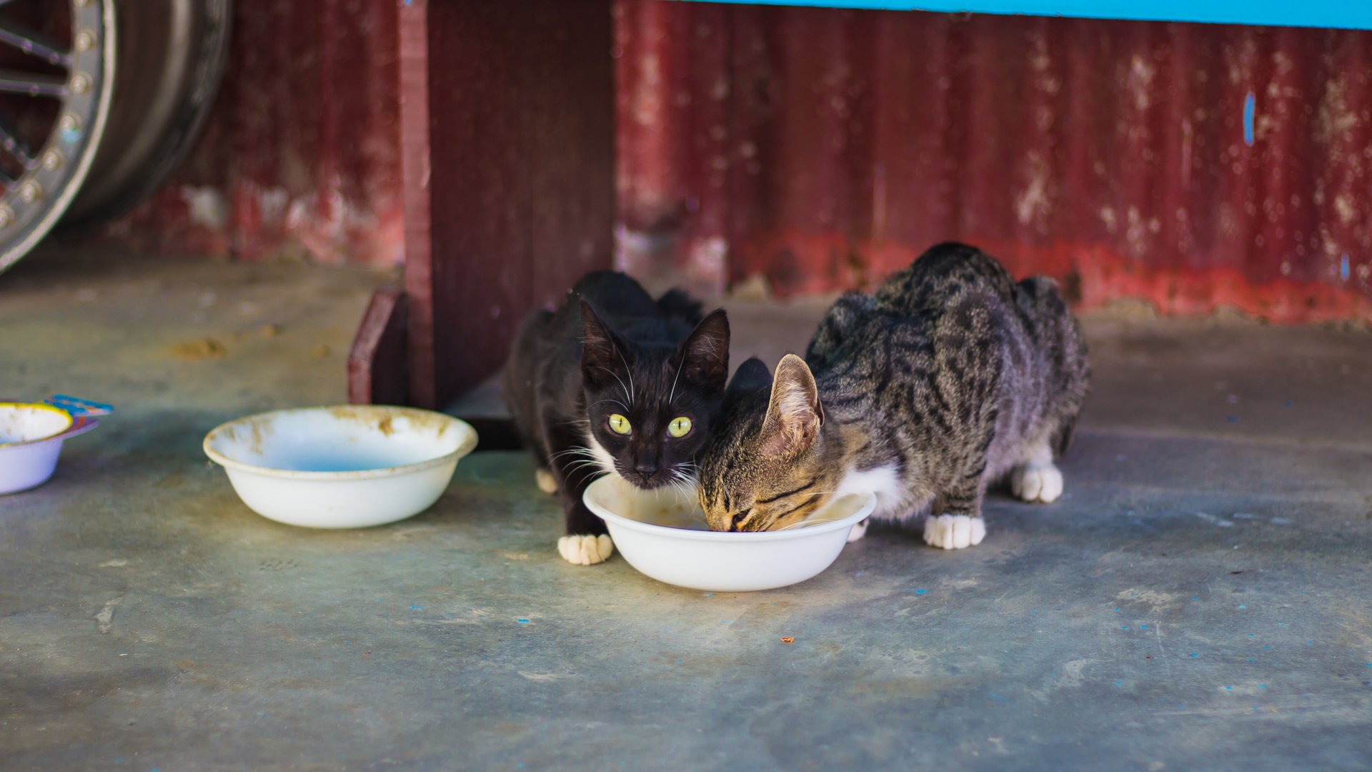 Wie Oft Müssen Katzen Gefüttert Werden www.familie.de