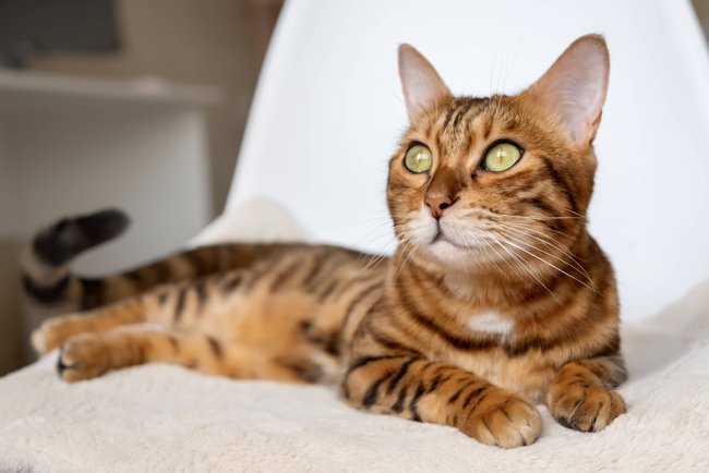 Die Bengalkatze gilt als gesellig.