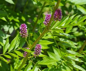 Süßholz in der Schwangerschaft: Nicht ganz ungefährlich